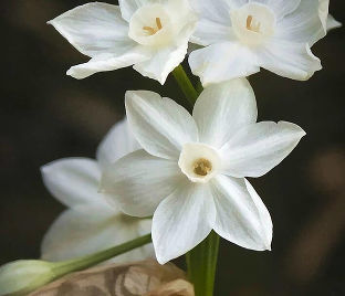 Нарцисс Пэпервайт / бумаговидный (Narcissus Paperwhite / papyraceus) — фото 1