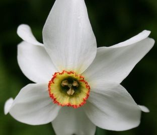 Нарцисс Рекурвус (Narcissus Recurvus)