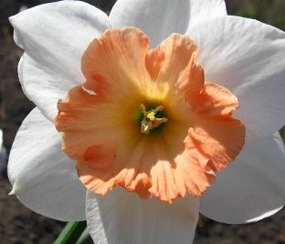 Нарцисс Саломи (Narcissus Salome) — фото 1