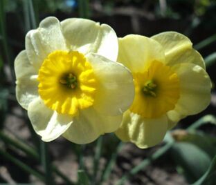 Нарцисс Сан Диск (Narcissus Sun Disc) — фото 1