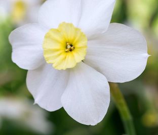 Нарцисс Сеговиа (Narcissus Segovia) — фото 1