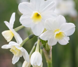 Нарцисс Силвер Чаймс (Narcissus Silver Chimes) — фото 1