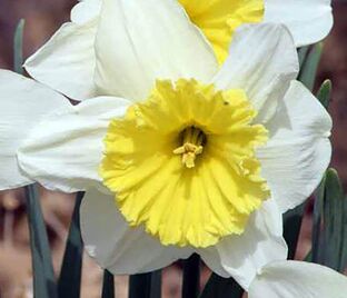 Нарцисс Смайлинг Твин (Narcissus Smiling Twin) — фото 1