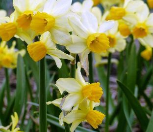 Нарцисс Сприн Саншайн (Narcissus Spring Sunshine)