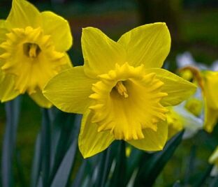Нарцисс Стандарт Вэлью (Narcissus Standard Value)