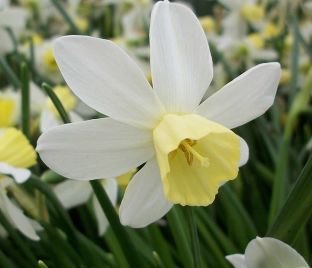 Нарцисс Сэйлбоут (Narcissus Sailboat)