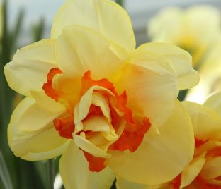 Нарцисс Таити (Narcissus Tahiti) — фото 1