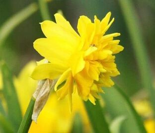 Нарцисс Тет Росет (Narcissus Tete Rosette)