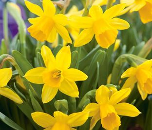 Нарцисс Тет-а-Тет (Narcissus Tete-a-Tete) — фото 1