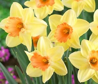 Нарцисс Тиклед Пинкин (Narcissus Tickled Pinkeen) — фото 1