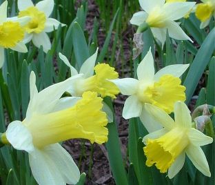 Нарцисс Тополино (Narcissus Topolino) — фото 1