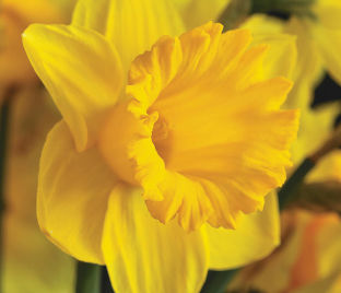 Нарцисс Трампэт Йеллоу (Narcissus Trumpet Yellow)