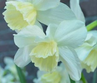 Нарцисс Тресембл (Narcissus Tresamble)