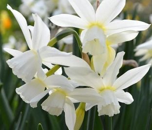 Нарцисс трёхтычинковый Талия (Narcissus triandrus Thalia) — фото 1