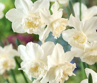 Нарцисс Уайт Марвел (Narcissus White Marvel)