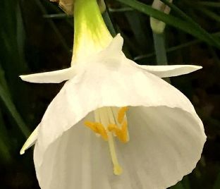 Нарцисс Уайт Петтикоат (Narcissus White Petticoat)
