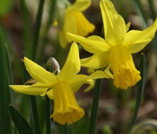 Нарцисс Фебруари Голд (Narcissus February Gold) — фото 1