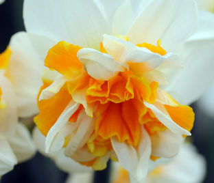 Нарцисс Флауэр Дрифт (Narcissus Flower Drift) — фото 1