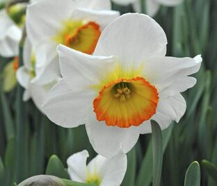 Нарцисс Флауэр Рекорд (Narcissus Flower Record) — фото 1