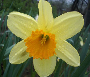 Нарцисс Фортиссимо (Narcissus Fortissimo)