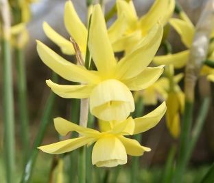 Нарцисс Хавера (Narcissus Hawera)