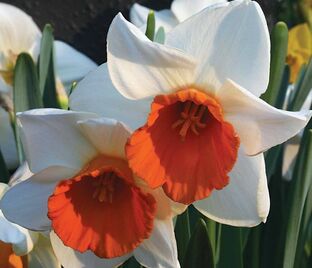 Нарцисс Хромаколор (Narcissus Chromacolor)