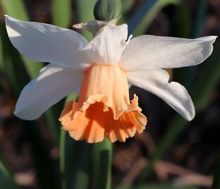 Нарцисс Чарминг Леди (Narcissus Charming Lady) — фото 1