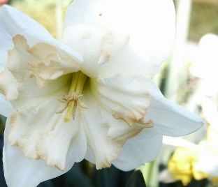 Нарцисс Чейнджинг Колорс (Narcissus Changing Colors) — фото 1