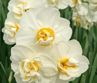 Нарцисс Чирфулнес (Narcissus Cheerfulness) — фото 1