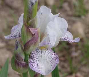 Ирис "Айсинг" (Iris Icing)