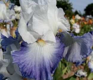 Ирис "Ализе" (Iris Alizes)