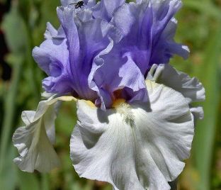 Ирис "Альпенвью" (Iris Alpenview)