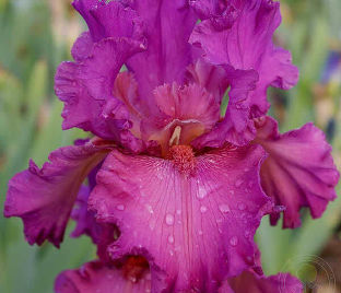 Ирис "Амбрози" (Iris Ambroisie)
