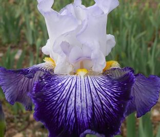 Ирис "Анкр де Щин" (Iris Encre De Chine)