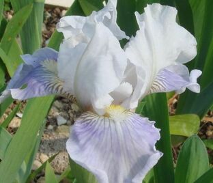 Ирис "Антарктик" (Iris Antarctique)