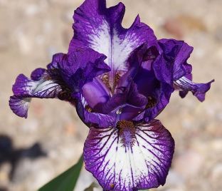 Ирис "Антикс" (Iris Antics)