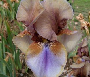 Ирис "Бёрнт Тоффи" (Iris Burnt Toffee)