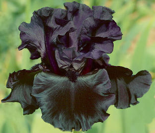 Ирис "Блэк ис Блэк" (Iris Black Is Black)