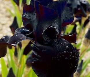 Ирис "Блэк Сьютед" (Iris Black Suited)