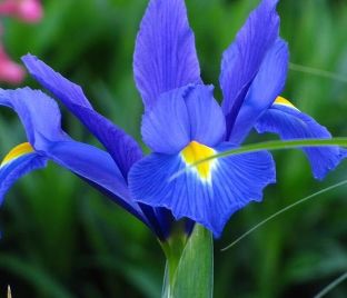 Ирис "Блю Мэджик" (Iris Blue Magic)