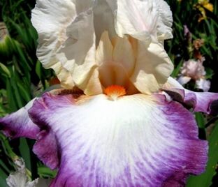 Ирис "Болд Фэшн" (Iris Bold Fashion)