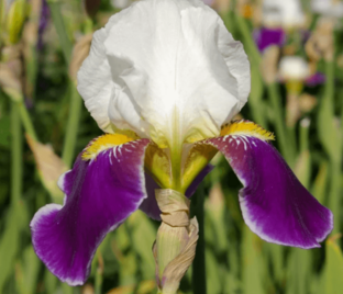 Ирис "Вабаш" (Iris Wabash)