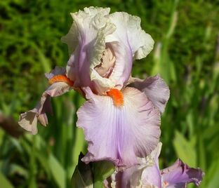 Ирис "Валь Де Луар" (Iris Val De Loire)