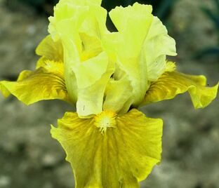 Ирис "Вердиссант " (Iris Verdissant)