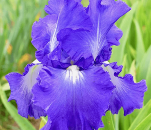Ирис "Виктория Фоллз" (Iris Victoria Falls)