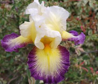 Ирис "Галопад" (Iris Galopade)