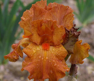 Ирис "Гермес" (Iris Hermes)