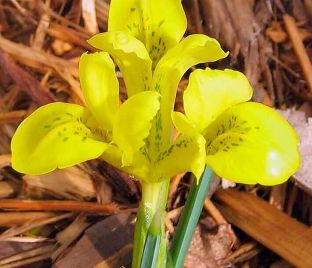 Ирис "Данфорда" (Iris danfordiae)