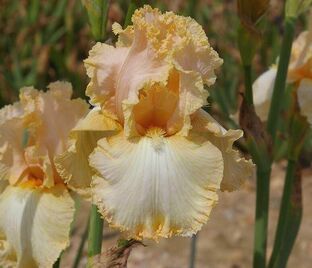 Ирис "Джаст Бифор Дон" (Iris Just Before Dawn)