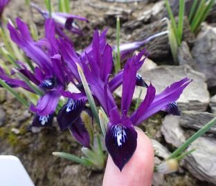 Ирис сетчатый "Паулина" (Iris reticulata Pauline)